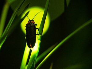 マイクロバスにてやべのもり周辺の「ホタル観賞スポット」へ無料にてご案内!※画像はイメージです。