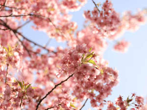 河津桜