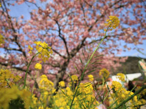 河津桜