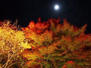 【秋】紅葉期限定で「紅葉ライトアップ鑑賞会」を開催いたします