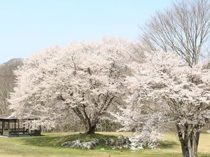【春】桜の開花時期に合わせて園地の桜をライトアップいたします