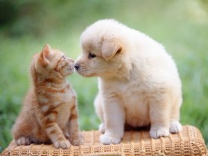 【岩手県のペットと泊まれる宿松島・塩竈のペットと泊まれる貸し別荘】小野屋ホテル