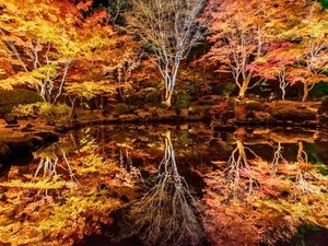 池に映し出された光景や光に照らされた紅葉が幻想的な円通院ライトアップ。