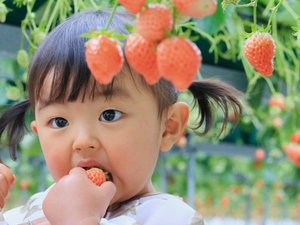 「あそら農園」さんでのいちご狩り体験♪奥松島の美味しいいちごをぜひ味わってみてください。
