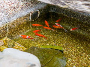 金魚池【お子様は金魚さんへのエサ付けができます】