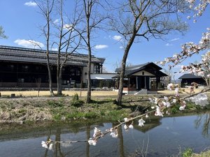 【春】施設周辺には桜がたくさん咲いています