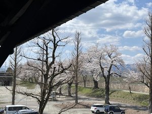 【春】客室バルコニーからは桜並木が望めます