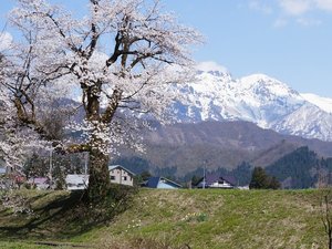 【春】桜と山々