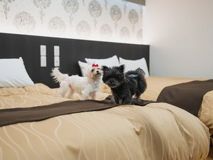 わんちゃんと泊まれるコテージあります
