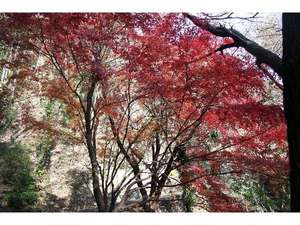 積善山で紅葉狩りするなら、11月末〜12月初旬が見頃です