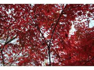 積善山で紅葉狩り