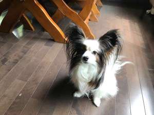 �y�Ȗ،�:�ߐ{�E���z�y���V����Lua