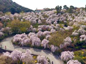 花見山