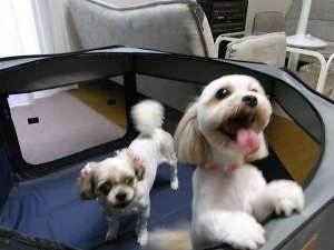 �y�R�`��:�đ�E�u���zTANPOPO�]INN�i�^���|�|�C���j