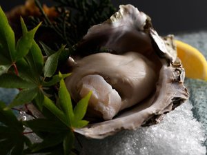 【旬のひと品|夏一例】日本海が育んだ、濃厚な夏の一雫。『岩ガキ』