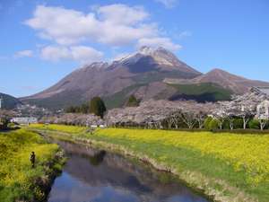 菜の花と雪が積もった由布岳