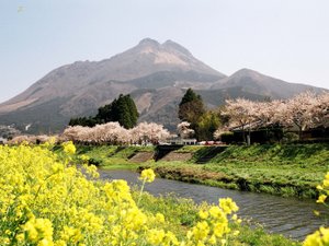 ・春の由布院は菜の花と桜に包まれます