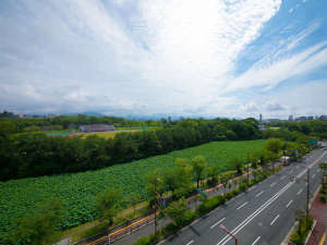 福岡城跡のお堀では6月下旬から8月中旬頃にかけて蓮がご覧いただけます。