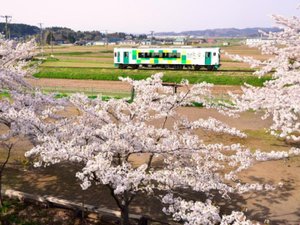 【春】満開の桜が見送ります