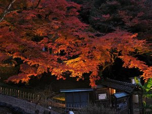 豊かな四季に恵まれた鳥取藩主池田家墓所。写真提供:鳥取県