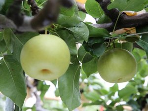 二十世紀梨は、口に入れると自然にとけるような美味しさで知られる鳥取県の名産品です。写真提供:鳥取県
