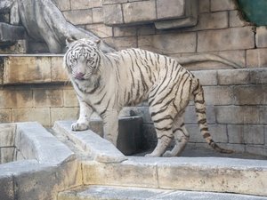 東武動物公園のホワイトタイガー舎。ハンターとしての俊敏な動きは必見!