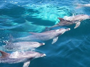 【イルカウォッチング】野生のイルカとクルージング♪