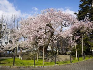 ◆石割桜