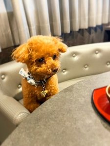 【ご宿泊のお客さま】ぺろちゃんわんちゃん専用ソファでお食事を楽しんでいられました♪