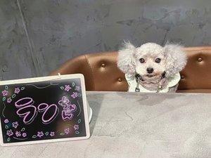 【ご宿泊のお客さま】ランちゃん。チェックイン、チェックアウトともとっても素敵なお洋服着てくれてました