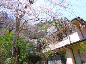 �g�쉷�򌳓��̎ʐ^