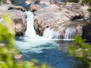 �Y��ȉF�A��̗���