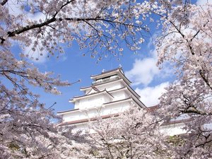 【鶴ヶ城の桜】例年の見頃は4月中旬(当館から車で約10分)