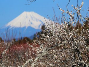 ���C�P���~�с�