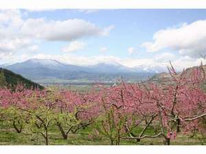 高山村内あちこちで咲く桃の花