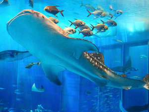 【人気観光スポット美ら海水族館】大水槽を泳ぐジンベエザメやイルカショーが見られます♪