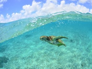 【シギラビーチ(リゾート内)】サンゴ礁や熱帯魚はもちろん、時にはウミガメにも出会えるビーチです
