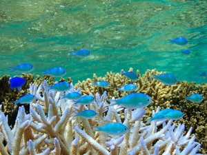 【シギラビーチ(リゾート内)】シギラビーチの中には鮮やかな熱帯魚や珊瑚の世界が広がっています。