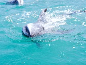 【専用プラン有】太地町のクジラと出会えるフィールドカヤック