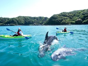 【専用プラン有】太地町のクジラと出会えるフィールドカヤック