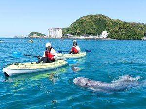 【専用プラン有】太地町のクジラと出会えるフィールドカヤック