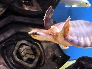 水槽をのぞくと、イロイロなお魚が見られる!