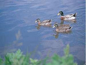 �y���Ӂz�h�̑O���̂ǂ��ɗ�����ɂ͓X�傪�a�t�������A�����D��ɉj���ł���