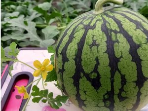 ��GW���T�� ���̎�������ԊÂ��Ă����������A�؂̃X�C�J�����p�ӂ��Ă��҂����Ă��܂��I