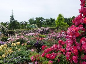 花菜ガーデン 四季折々の花々や野菜、自然が楽しめる