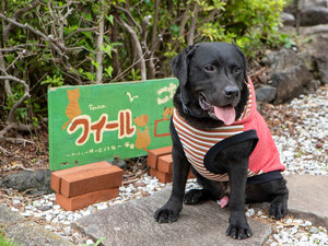 ワンプロ大好き!気の優しい男の子、看板犬のクーに会いに来てね
