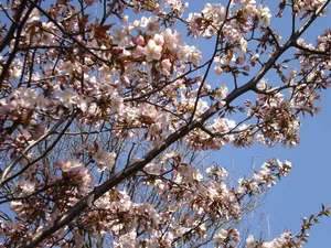 春の日差しに満開の桜