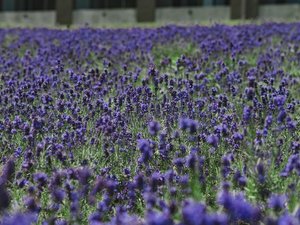 富良野ホテルのラベンダー。