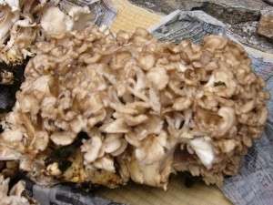 �V�R����