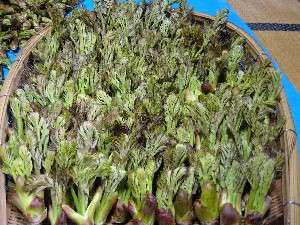 �̂ꂽ�Ă̓V�R����̉�